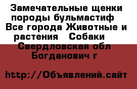 Замечательные щенки породы бульмастиф - Все города Животные и растения » Собаки   . Свердловская обл.,Богданович г.